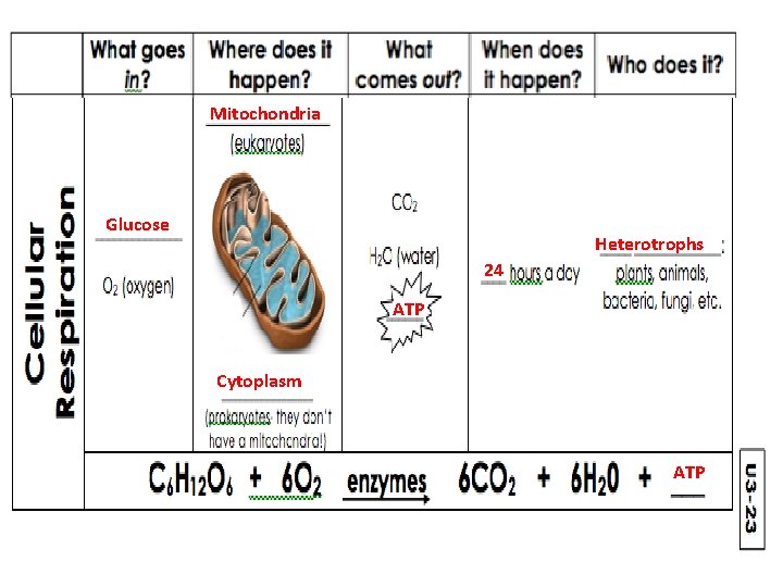 Mitochondria Glucose Heterotrophs 24 ATP Cytoplasm ATP 