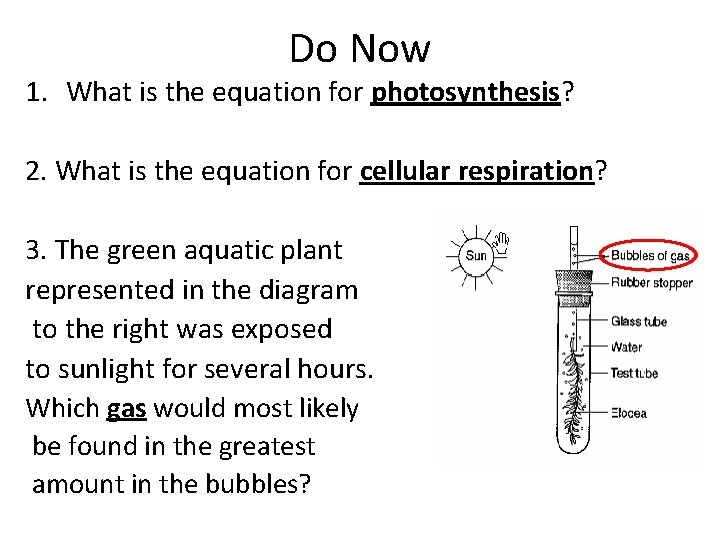 Do Now 1. What is the equation for photosynthesis? 2. What is the equation