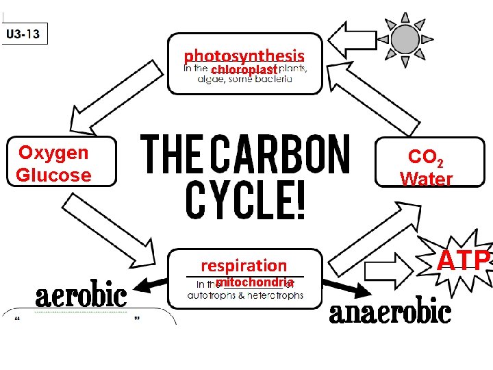 photosynthesis chloroplast Oxygen Glucose CO 2 Water respiration mitochondria ATP 