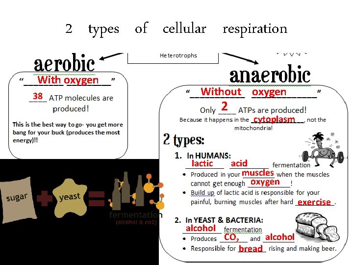 2 types of cellular respiration With oxygen 38 Without oxygen 2 lactic cytoplasm acid