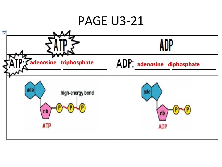PAGE U 3 -21 adenosine triphosphate adenosine diphosphate 