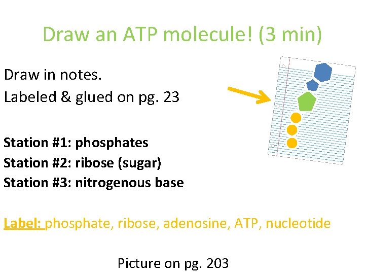 Draw an ATP molecule! (3 min) Draw in notes. Labeled & glued on pg.