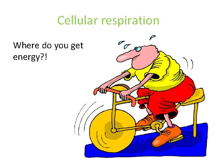 Cellular respiration Where do you get energy? ! 