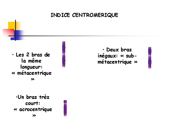 INDICE CENTROMERIQUE • Les 2 bras de la même longueur: « métacentrique » •