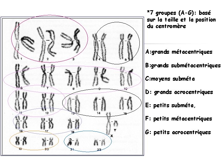 *7 groupes (A-G): basé sur la taille et la position du centromère A: grands