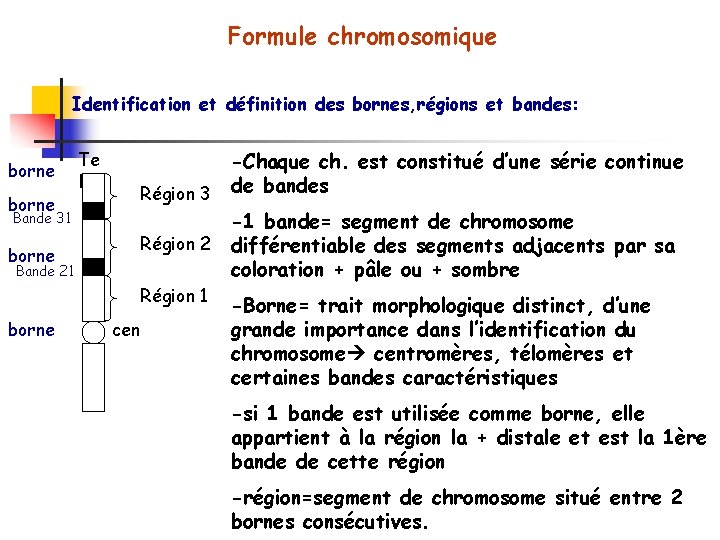 Formule chromosomique Identification et définition des bornes, régions et bandes: borne Bande 31 borne