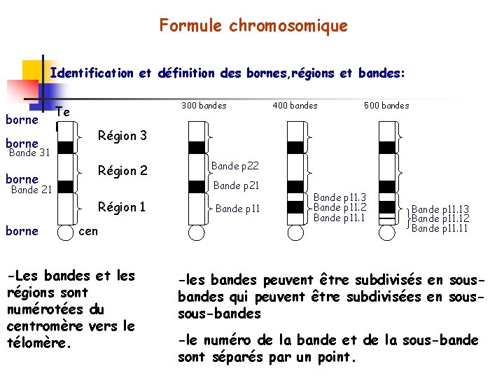 Formule chromosomique Identification et définition des bornes, régions et bandes: borne Te l 300