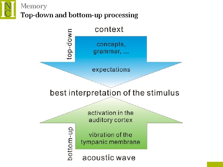 Memory Top-down and bottom-up processing 