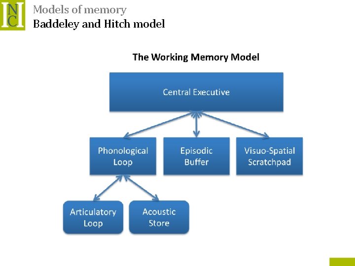 Models of memory Baddeley and Hitch model 