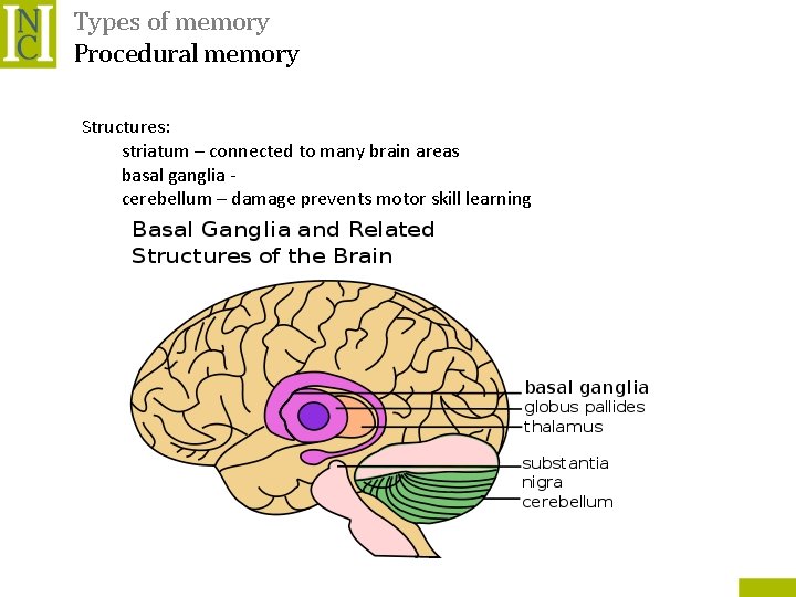 Types of memory Procedural memory Structures: striatum – connected to many brain areas basal