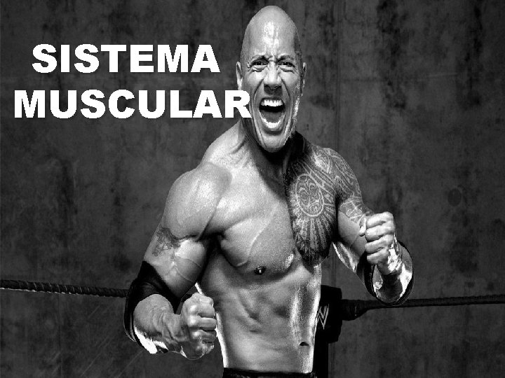 SISTEMA MUSCULAR 