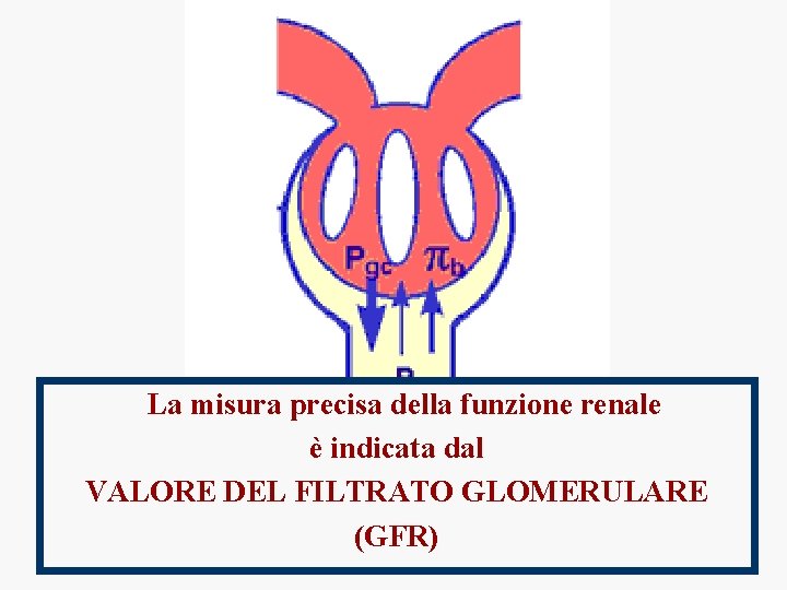 La misura precisa della funzione renale è indicata dal VALORE DEL FILTRATO GLOMERULARE (GFR)
