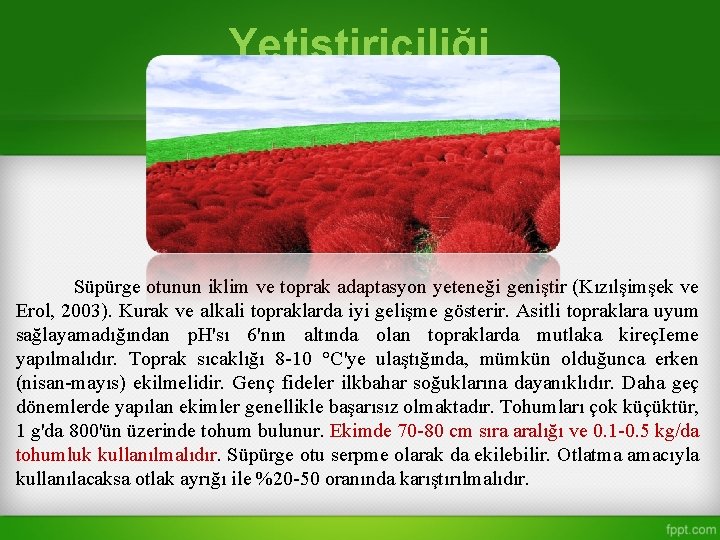 Yetiştiriciliği Süpürge otunun iklim ve toprak adaptasyon yeteneği geniştir (Kızılşimşek ve Erol, 2003). Kurak