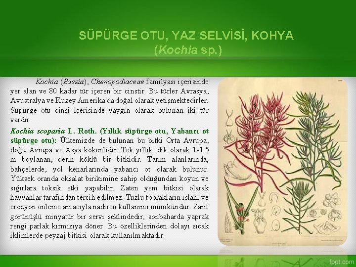 SÜPÜRGE OTU, YAZ SELVİSİ, KOHYA (Kochia sp. ) Kochia (Bassia), Chenopodiaceae familyası içerisinde yer