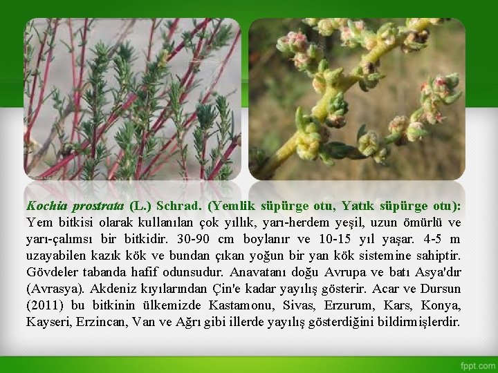 Kochia prostrata (L. ) Schrad. (Yemlik süpürge otu, Yatık süpürge otu): Yem bitkisi olarak