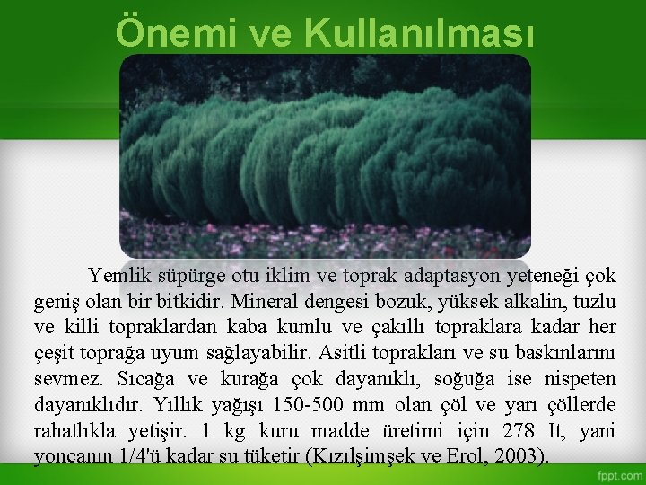 Önemi ve Kullanılması Yemlik süpürge otu iklim ve toprak adaptasyon yeteneği çok geniş olan