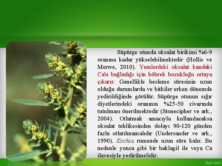 Süpürge otunda oksalat birikimi %6 -9 oranına kadar yükselebilmektedir (Hollis ve Merwe, 2010). Yemlerdeki