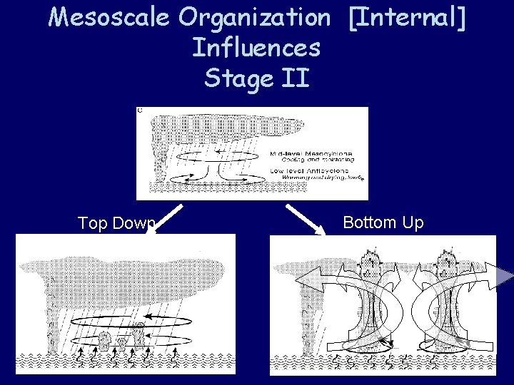 Mesoscale Organization [Internal] Influences Stage II Top Down Bottom Up 