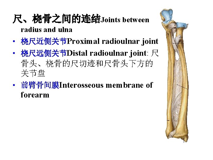 尺、桡骨之间的连结Joints between radius and ulna • 桡尺近侧关节Proximal radioulnar joint • 桡尺远侧关节Distal radioulnar joint: 尺