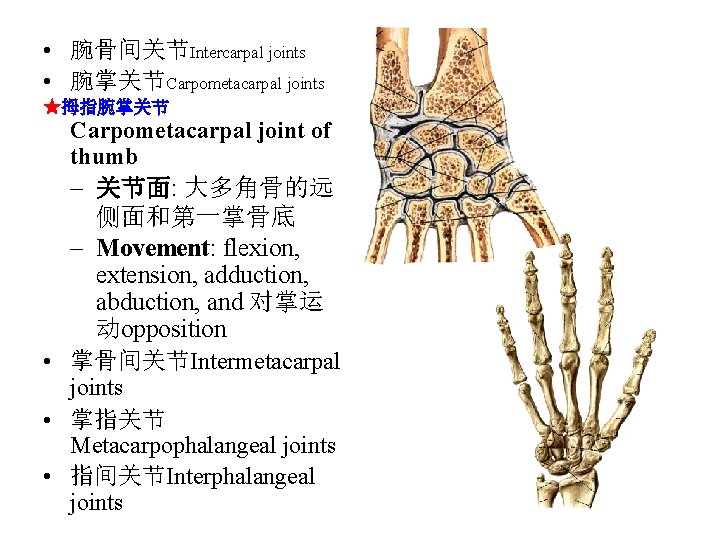  • 腕骨间关节Intercarpal joints • 腕掌关节Carpometacarpal joints ★拇指腕掌关节 Carpometacarpal joint of thumb – 关节面: