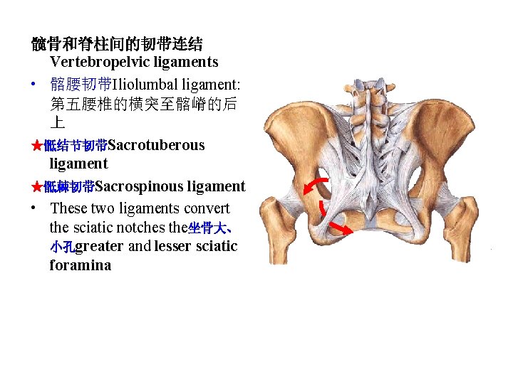 髋骨和脊柱间的韧带连结 Vertebropelvic ligaments • 髂腰韧带Iliolumbal ligament: 第五腰椎的横突至髂嵴的后 上 ★骶结节韧带Sacrotuberous ligament ★骶棘韧带Sacrospinous ligament • These