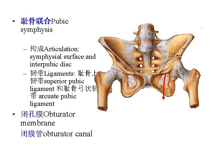  • 耻骨联合Pubic symphysis – 构成Articulation: symphysial surface and interpubic disc – 韧带Ligaments: 耻骨上