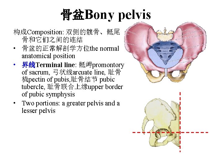 骨盆Bony pelvis 构成Composition: 双侧的髋骨、骶尾 骨和它们之间的连结 • 骨盆的正常解剖学方位the normal anatomical position • 界线Terminal line: 骶岬promontory