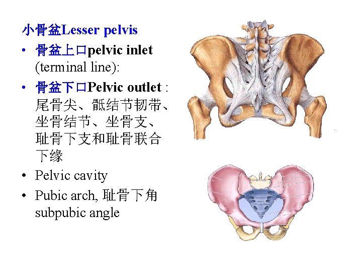 小骨盆Lesser pelvis • 骨盆上口pelvic inlet (terminal line): • 骨盆下口Pelvic outlet : 尾骨尖、骶结节韧带、 坐骨结节、坐骨支、 耻骨下支和耻骨联合