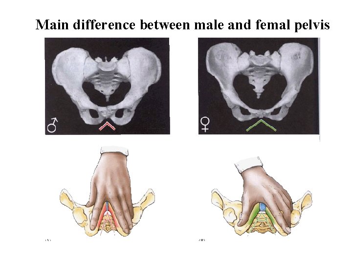 Main difference between male and femal pelvis 
