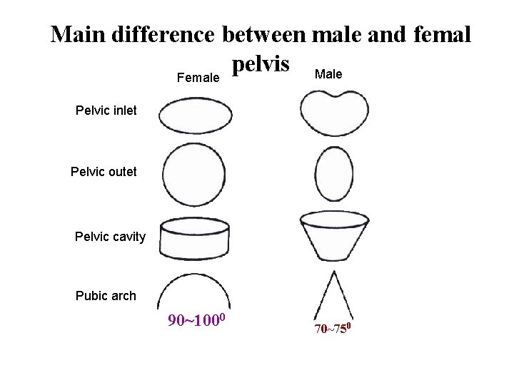 Main difference between male and femal pelvis Male Female Pelvic inlet Pelvic outet Pelvic