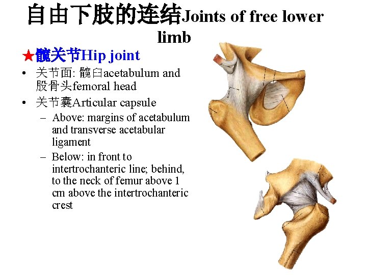 自由下肢的连结Joints of free lower limb ★髋关节Hip joint • 关节面: 髋臼acetabulum and 股骨头femoral head •