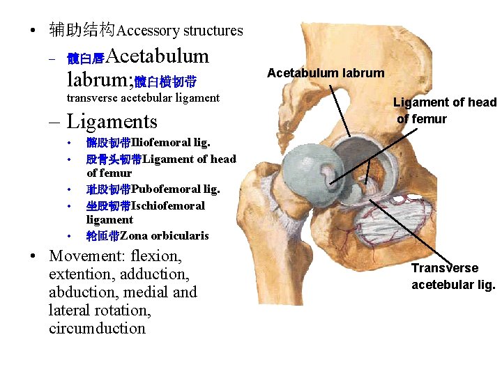  • 辅助结构Accessory structures Acetabulum labrum; 髋臼横韧带 – 髋臼唇 transverse acetebular ligament – Ligaments