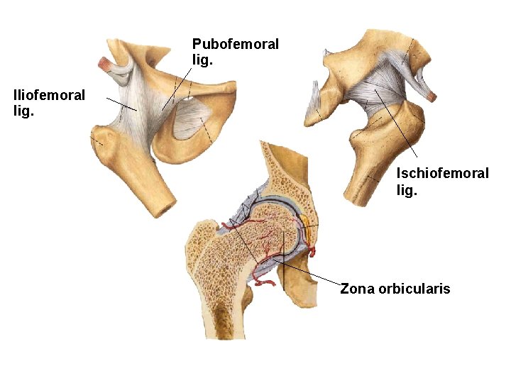 Pubofemoral lig. Iliofemoral lig. Ischiofemoral lig. Zona orbicularis 