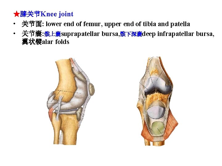 ★膝关节Knee joint • 关节面: lower end of femur, upper end of tibia and patella