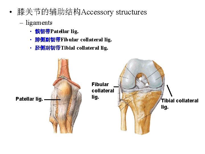  • 膝关节的辅助结构Accessory structures – ligaments • 髌韧带Patellar lig. • 腓侧副韧带Fibular collateral lig. •