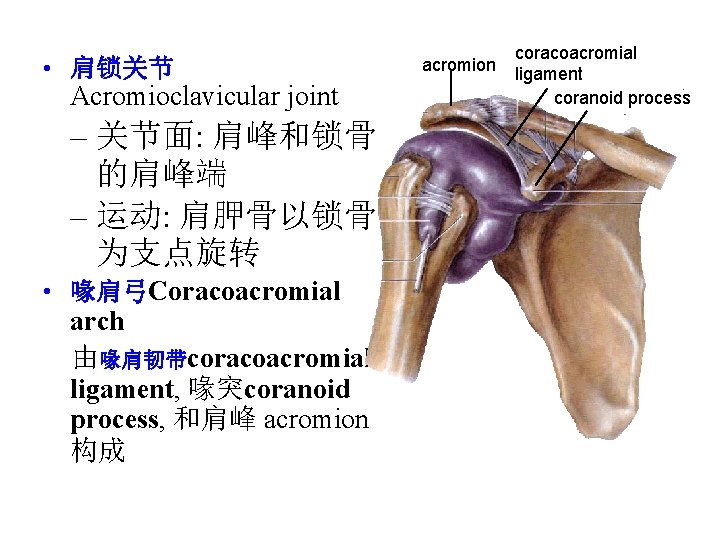  • 肩锁关节 Acromioclavicular joint – 关节面: 肩峰和锁骨 的肩峰端 – 运动: 肩胛骨以锁骨 为支点旋转 •