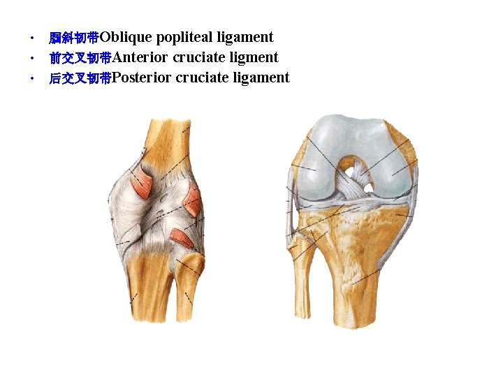 popliteal ligament • 前交叉韧带Anterior cruciate ligment • 后交叉韧带Posterior cruciate ligament • 腘斜韧带Oblique 