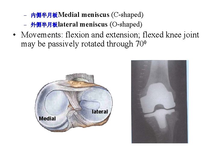 – 内侧半月板Medial – meniscus (C-shaped) 外侧半月板lateral meniscus (O-shaped) • Movements: flexion and extension; flexed