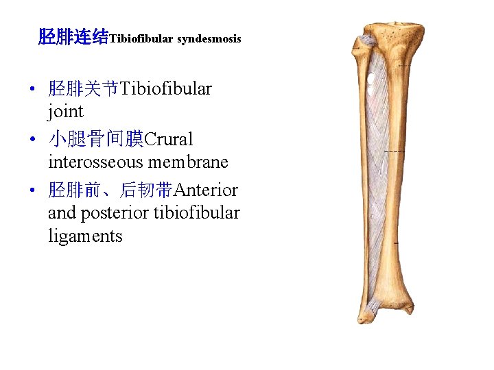 胫腓连结Tibiofibular syndesmosis • 胫腓关节Tibiofibular joint • 小腿骨间膜Crural interosseous membrane • 胫腓前、后韧带Anterior and posterior tibiofibular