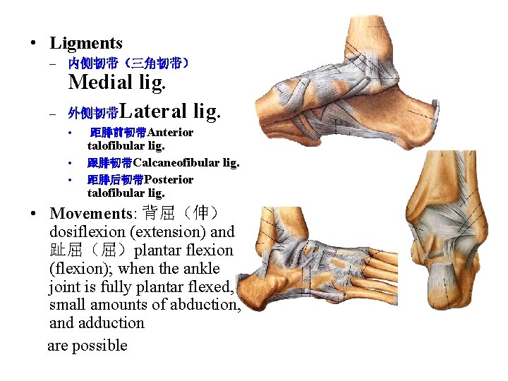  • Ligments – 内侧韧带（三角韧带） – Medial lig. 外侧韧带Lateral lig. • • • 距腓前韧带Anterior