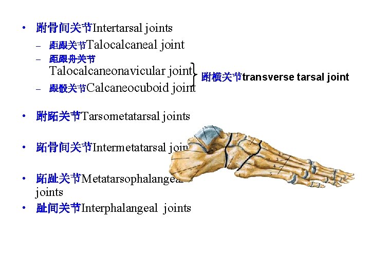  • 跗骨间关节Intertarsal joints – 距跟关节Talocalcaneal – 距跟舟关节 – joint Talocalcaneonavicular joint 跟骰关节Calcaneocuboid joint