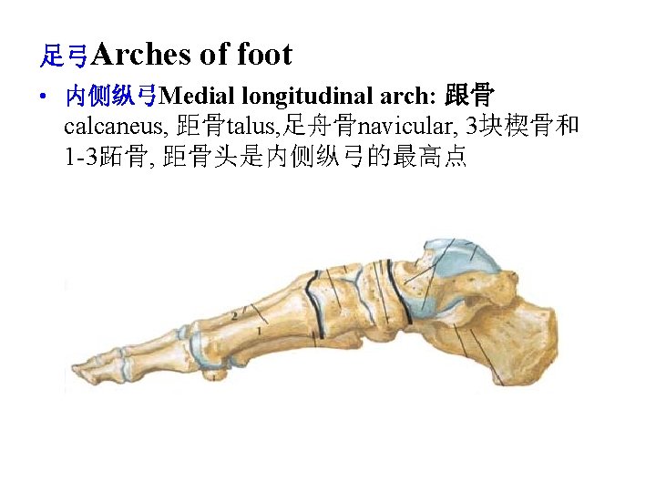 足弓Arches of foot • 内侧纵弓Medial longitudinal arch: 跟骨 calcaneus, 距骨talus, 足舟骨navicular, 3块楔骨和 1 -3跖骨,
