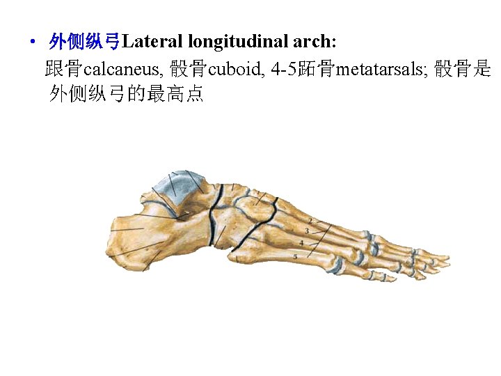  • 外侧纵弓Lateral longitudinal arch: 跟骨calcaneus, 骰骨cuboid, 4 -5跖骨metatarsals; 骰骨是 外侧纵弓的最高点 