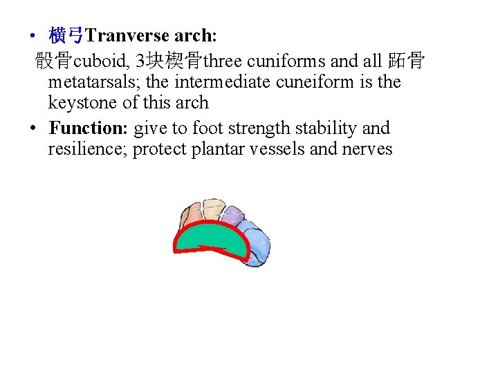  • 横弓Tranverse arch: 骰骨cuboid, 3块楔骨three cuniforms and all 跖骨 metatarsals; the intermediate cuneiform