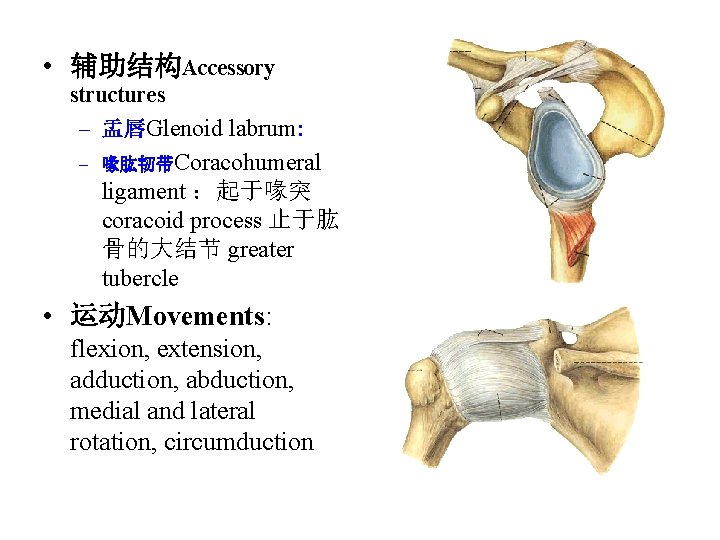  • 辅助结构Accessory structures – 盂唇Glenoid labrum: – 喙肱韧带Coracohumeral ligament ：起于喙突 coracoid process 止于肱
