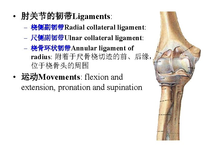  • 肘关节的韧带Ligaments: – 桡侧副韧带Radial collateral ligament: – 尺侧副韧带Ulnar collateral ligament: – 桡骨环状韧带Annular ligament