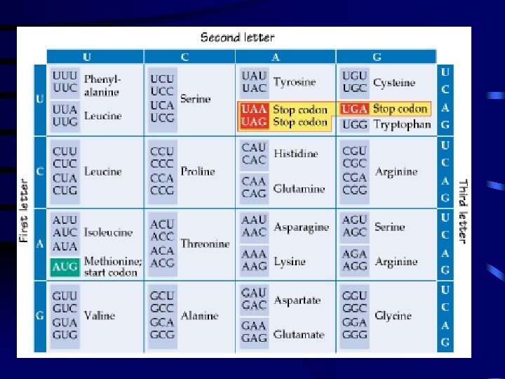 Gene Code Trancription Example Transcription and The Genetic Code From DNA to