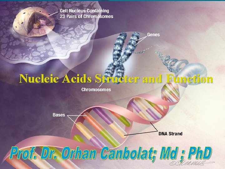 Nucleic Acids Structer and Function 