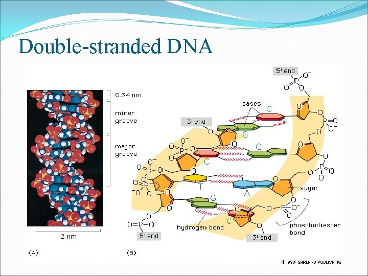 Double-stranded DNA 