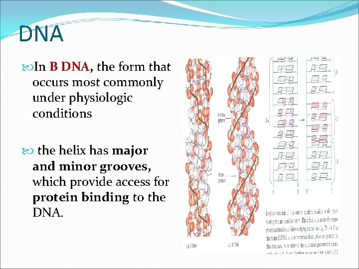 DNA In B DNA, the form that occurs most commonly under physiologic conditions the